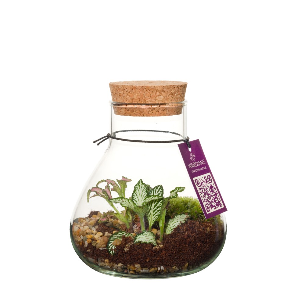 Wardians® Ecosystem - Erlenmeyer small, Ohne Verpackung