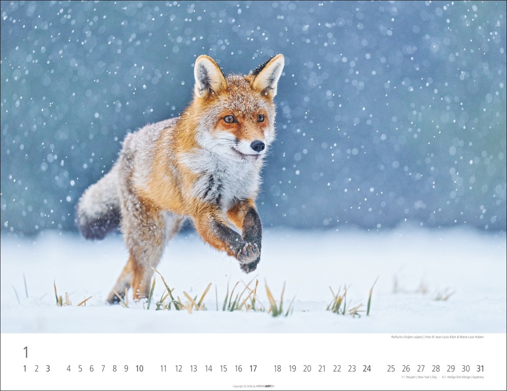 Heimische Wildtiere